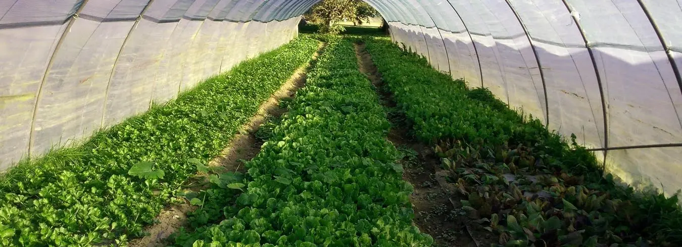 Azienda Agricola Biologica il Tasso