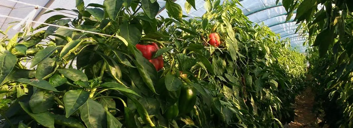 Azienda Agricola Biologica il Tasso