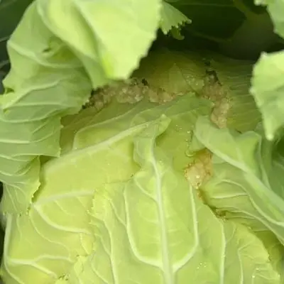 La filosofia di un agricoltore biologico