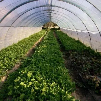 La nostra produzione agricola biologica