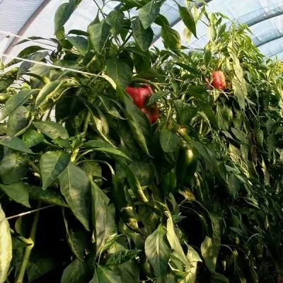 La nostra produzione agricola biologica