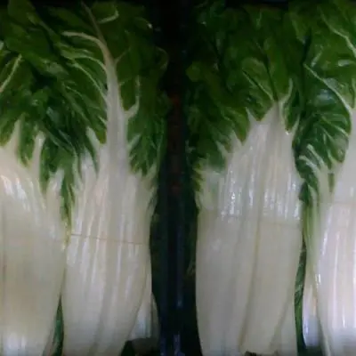 La nostra produzione agricola biologica