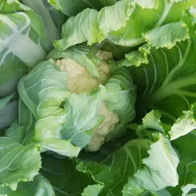 La nostra produzione agricola biologica