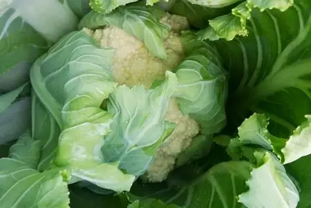 Cavolfiore di Moncalieri